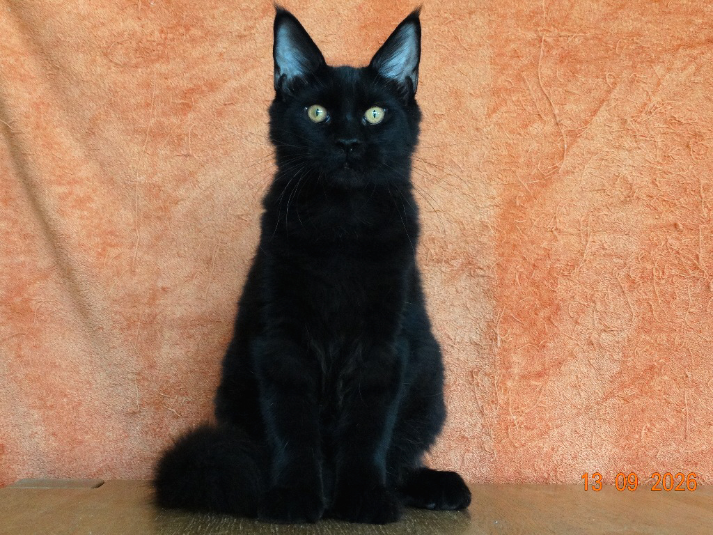 Lordcoon*LT L2