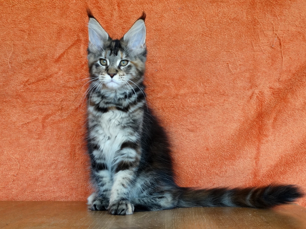 Lordcoon*LT M1