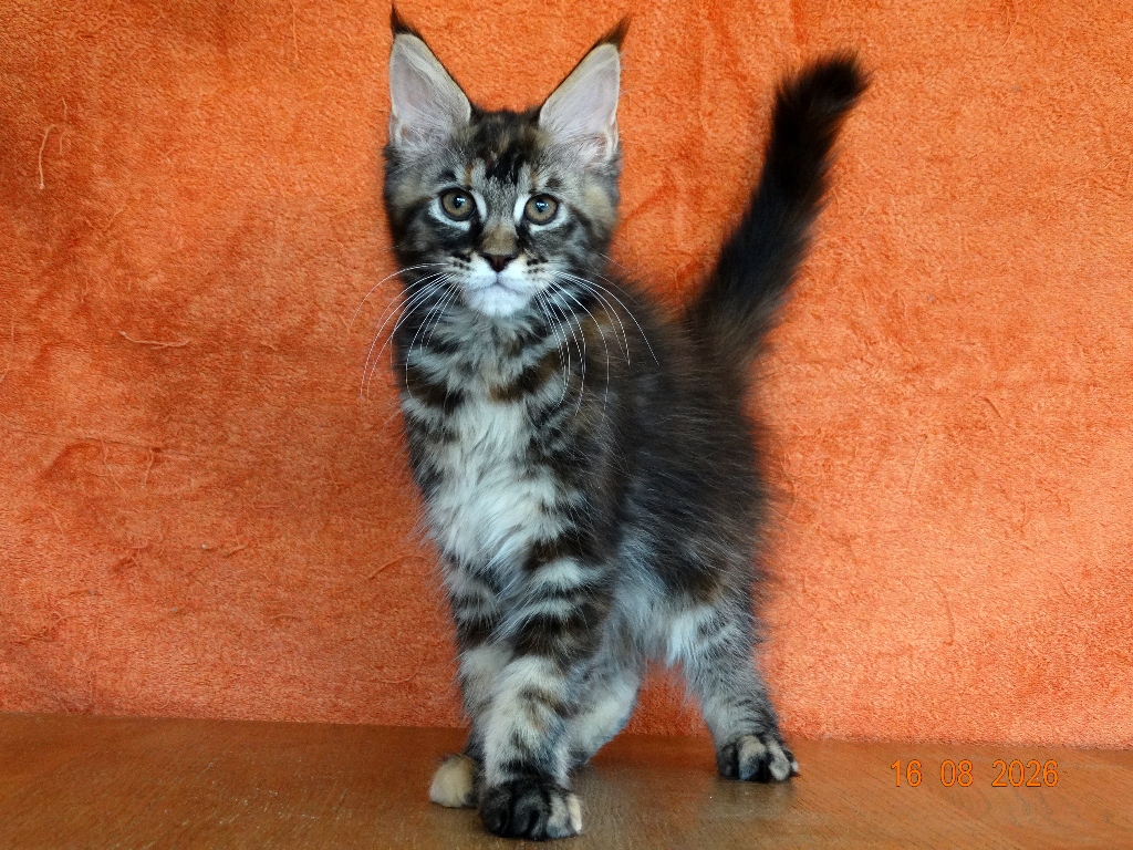 Lordcoon*LT M3